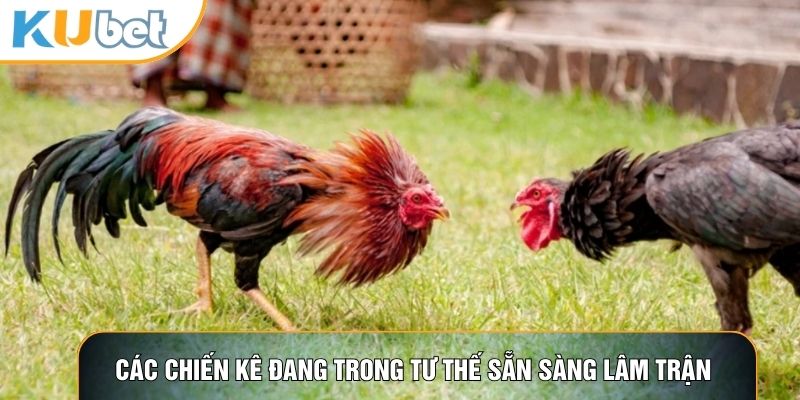 Các chiến kê đang trong tư thế sẵn sàng lâm trận